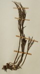 Psilotum nudum
