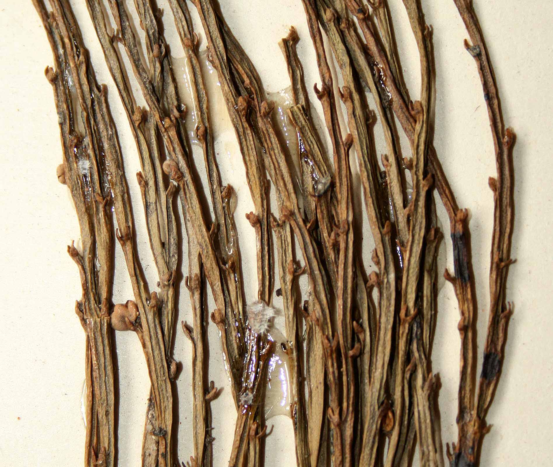 Psilotum nudum Psilotum nudum