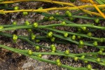 Psilotum nudum