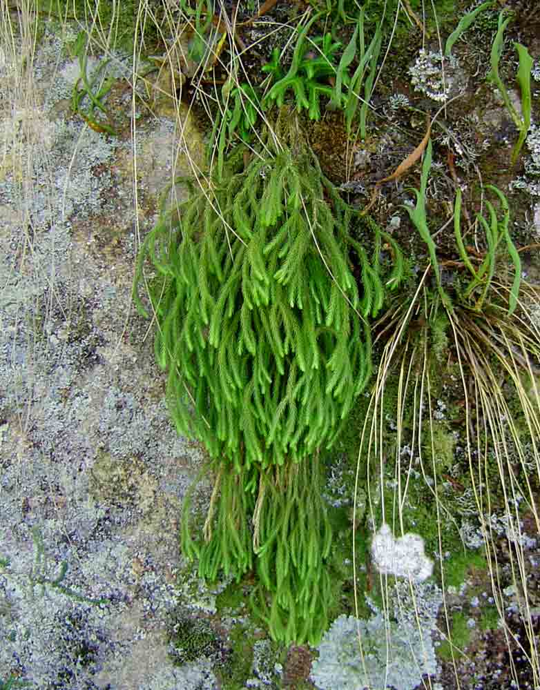 Huperzia verticillata Huperzia verticillata