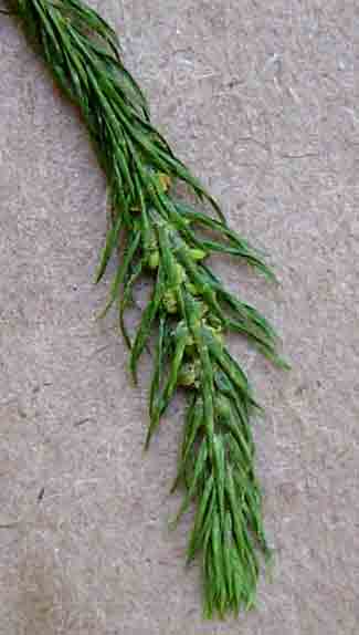 Huperzia verticillata Huperzia verticillata