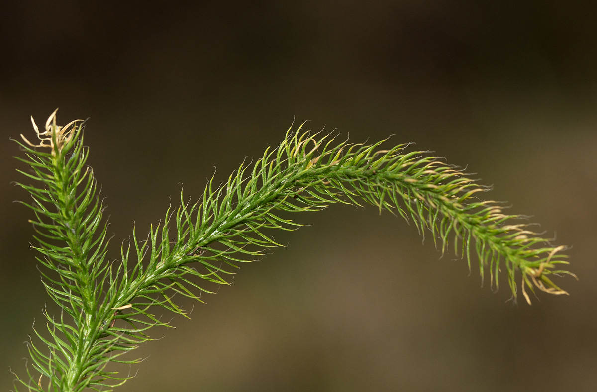 Lycopodium clavatum Lycopodium clavatum