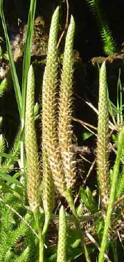 Lycopodium clavatum Lycopodium clavatum
