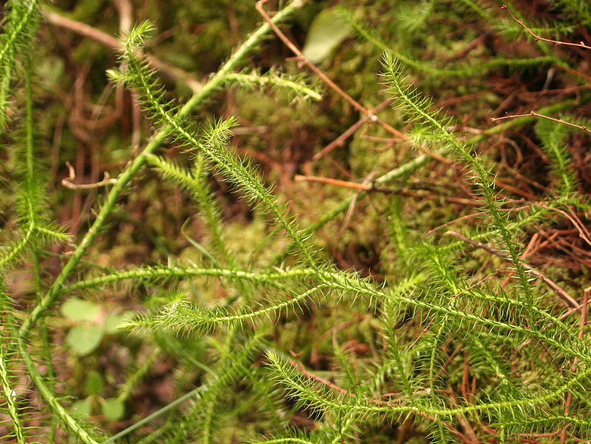 Lycopodium clavatum Lycopodium clavatum