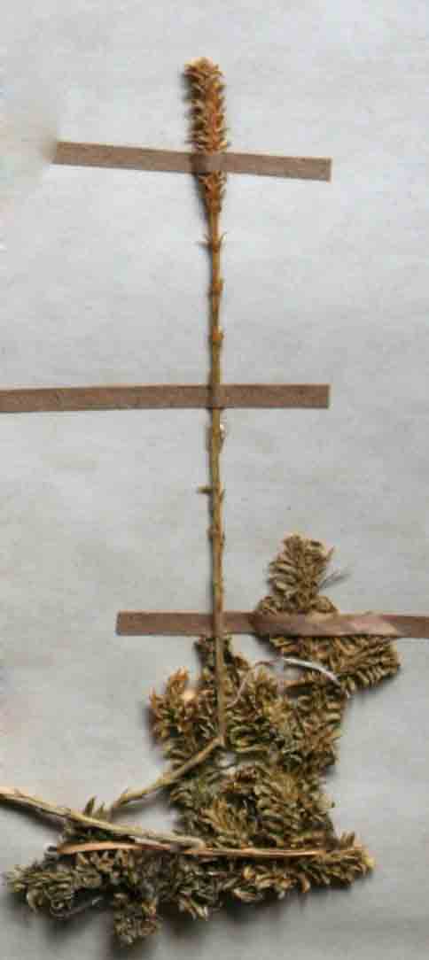Lycopodiella caroliniana Lycopodiella caroliniana