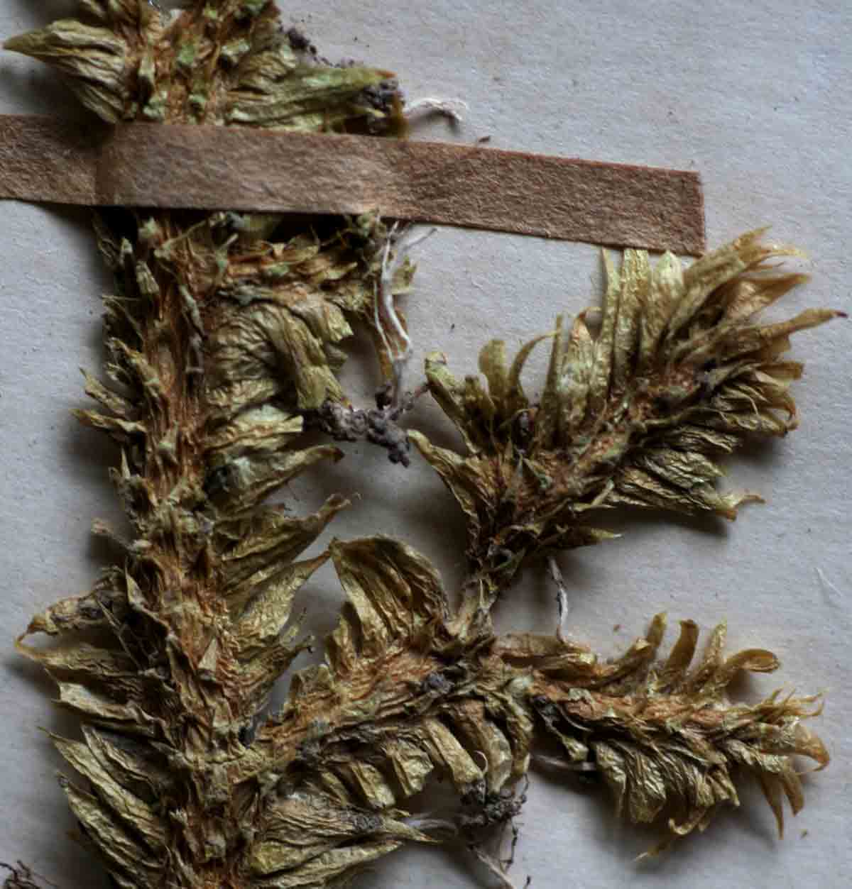 Lycopodiella caroliniana Lycopodiella caroliniana