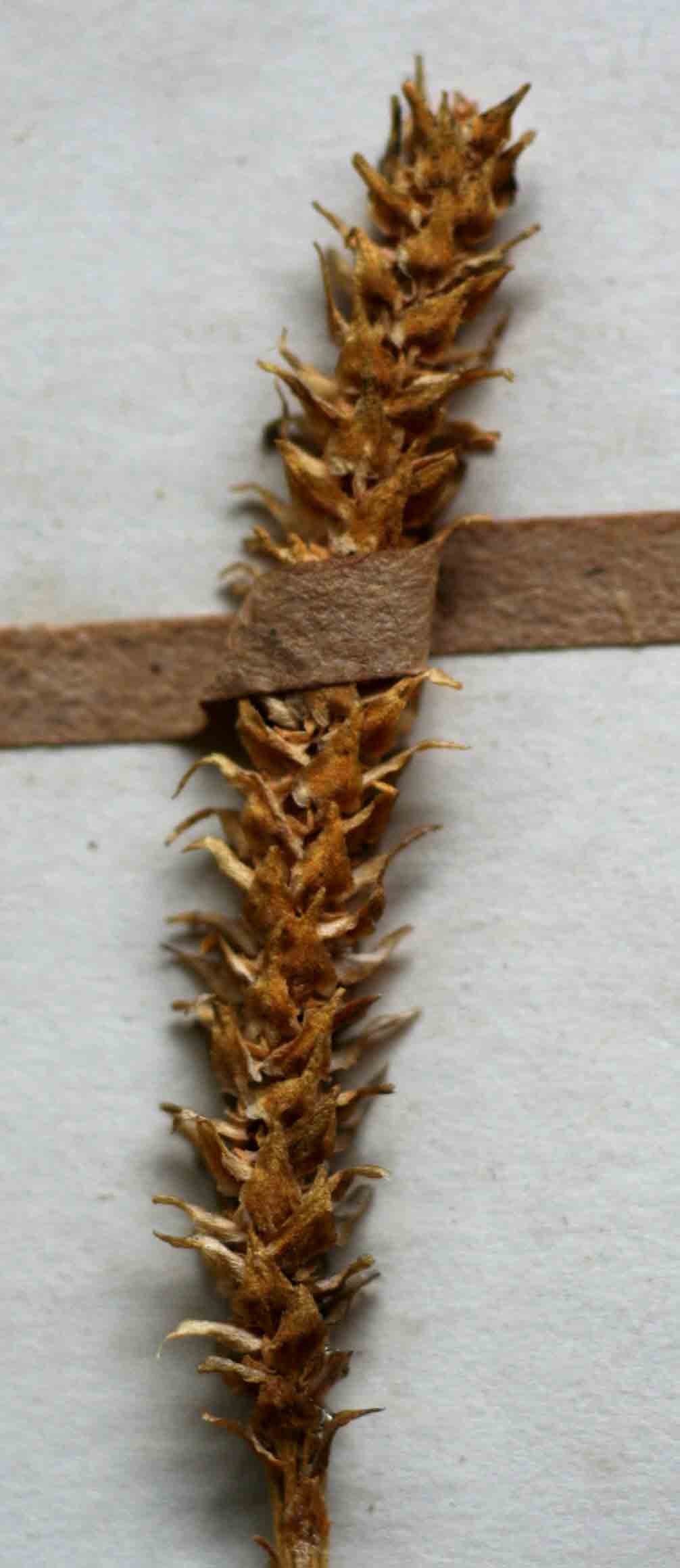 Lycopodiella caroliniana Lycopodiella caroliniana