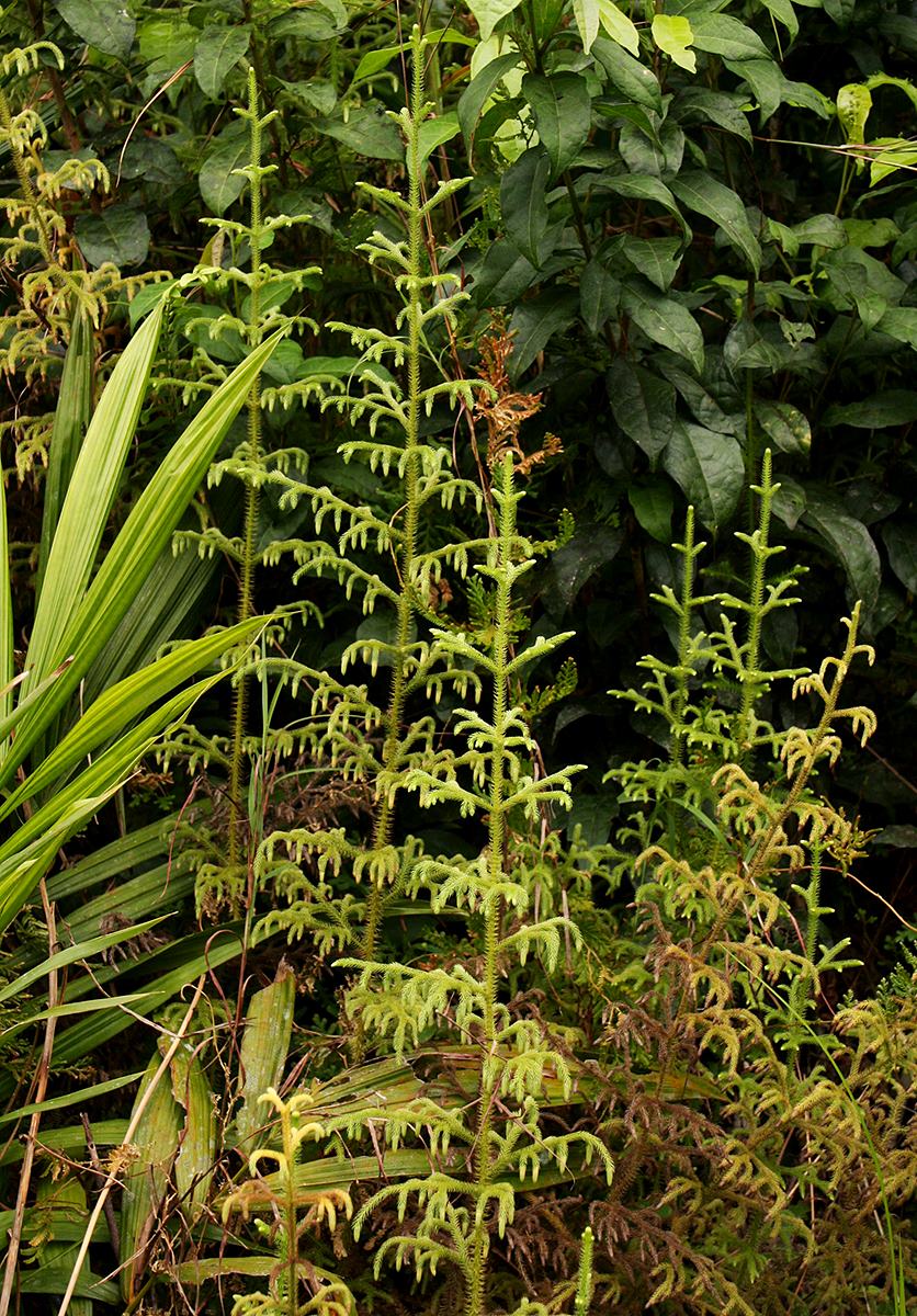 Lycopodiella cernua