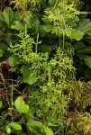 Lycopodiella cernua