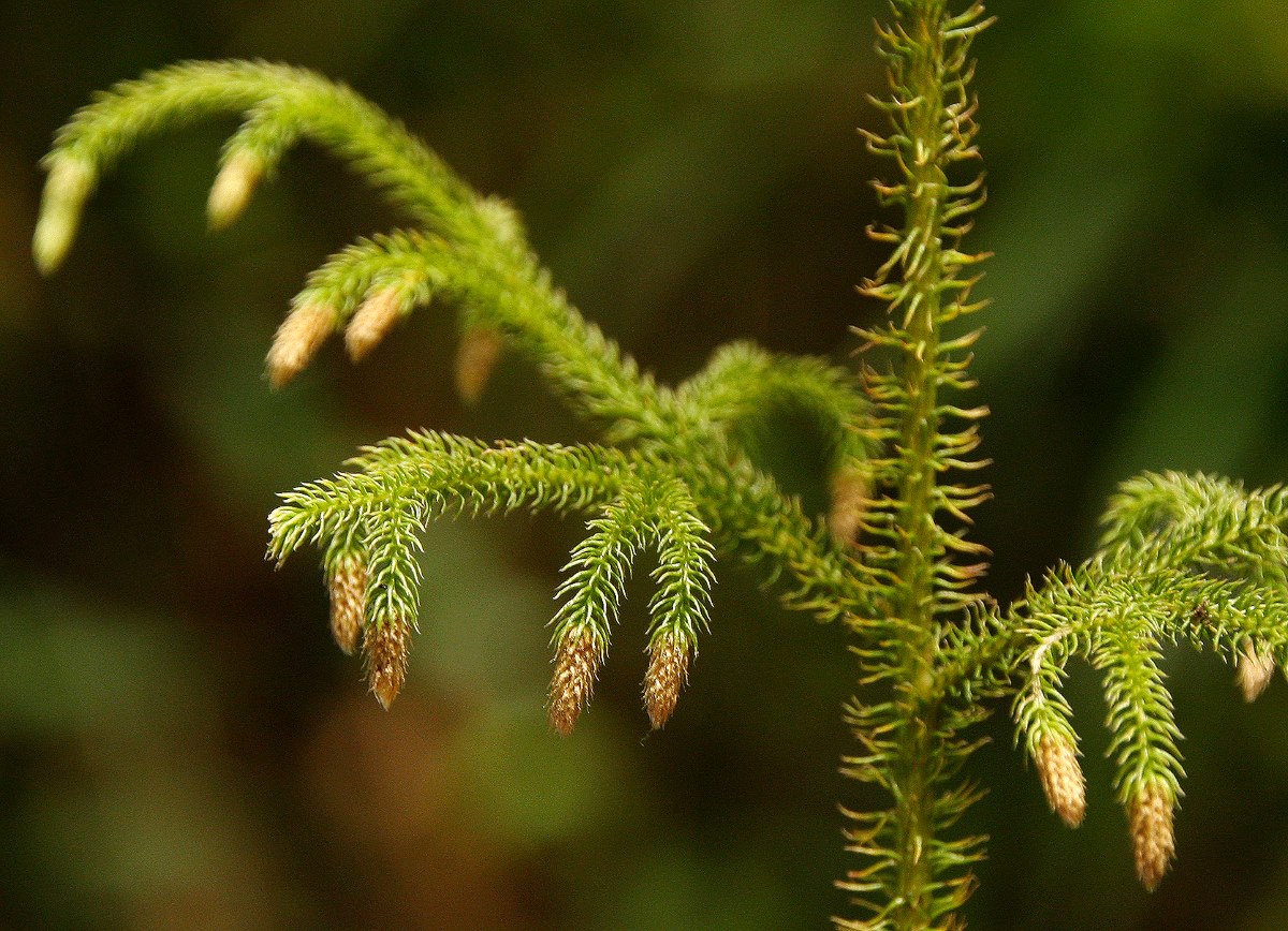 Lycopodiella cernua