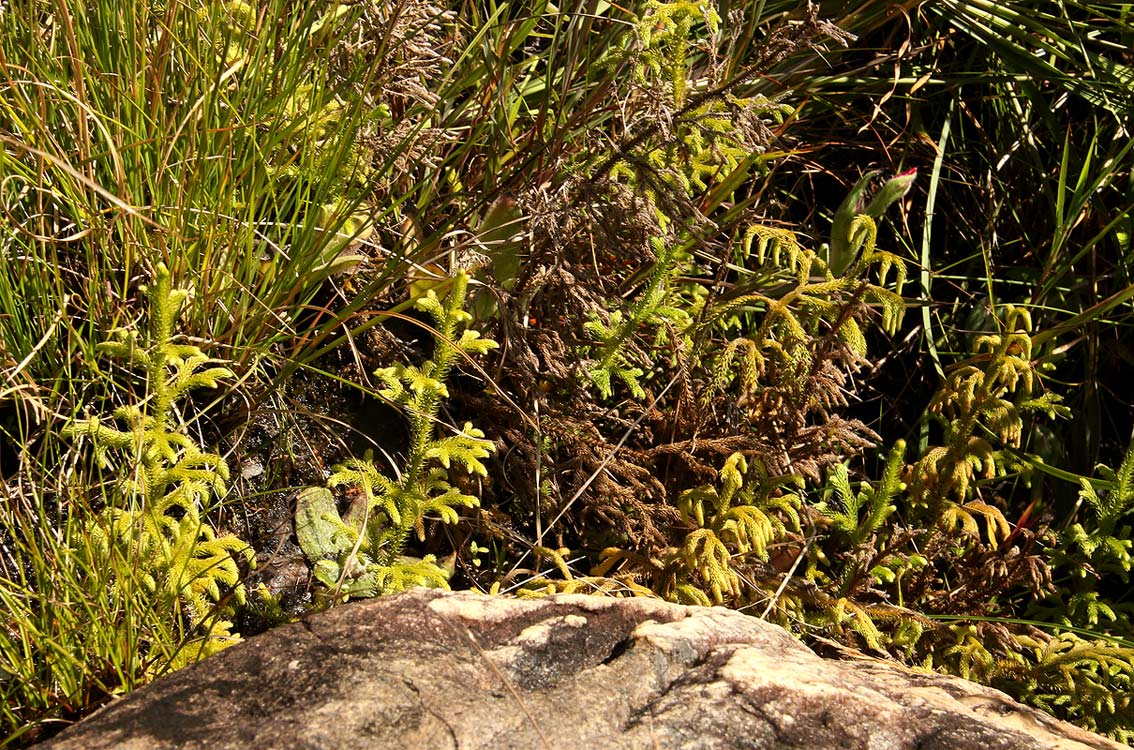 Lycopodiella cernua
