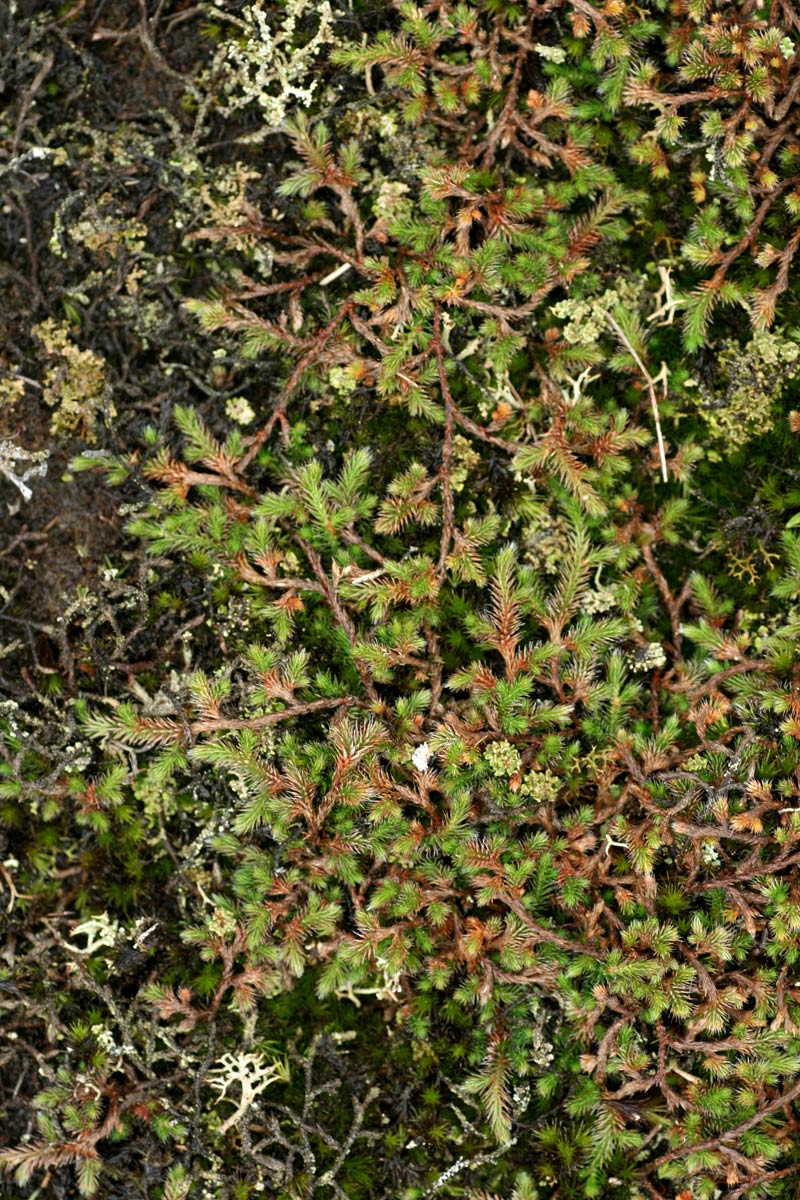 Selaginella dregei