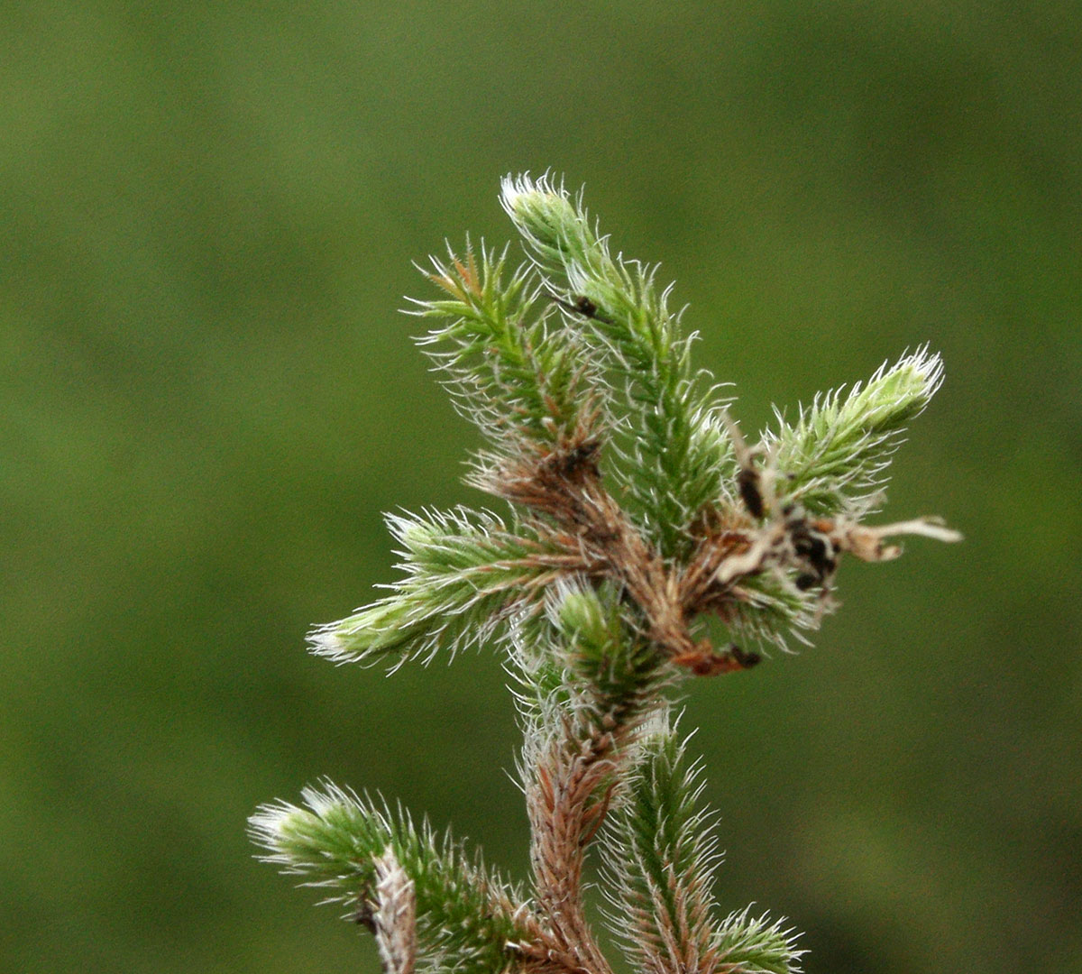 Selaginella dregei