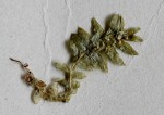 Selaginella perpusilla
