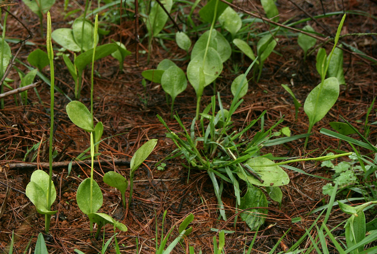 Ophioglossum reticulatum