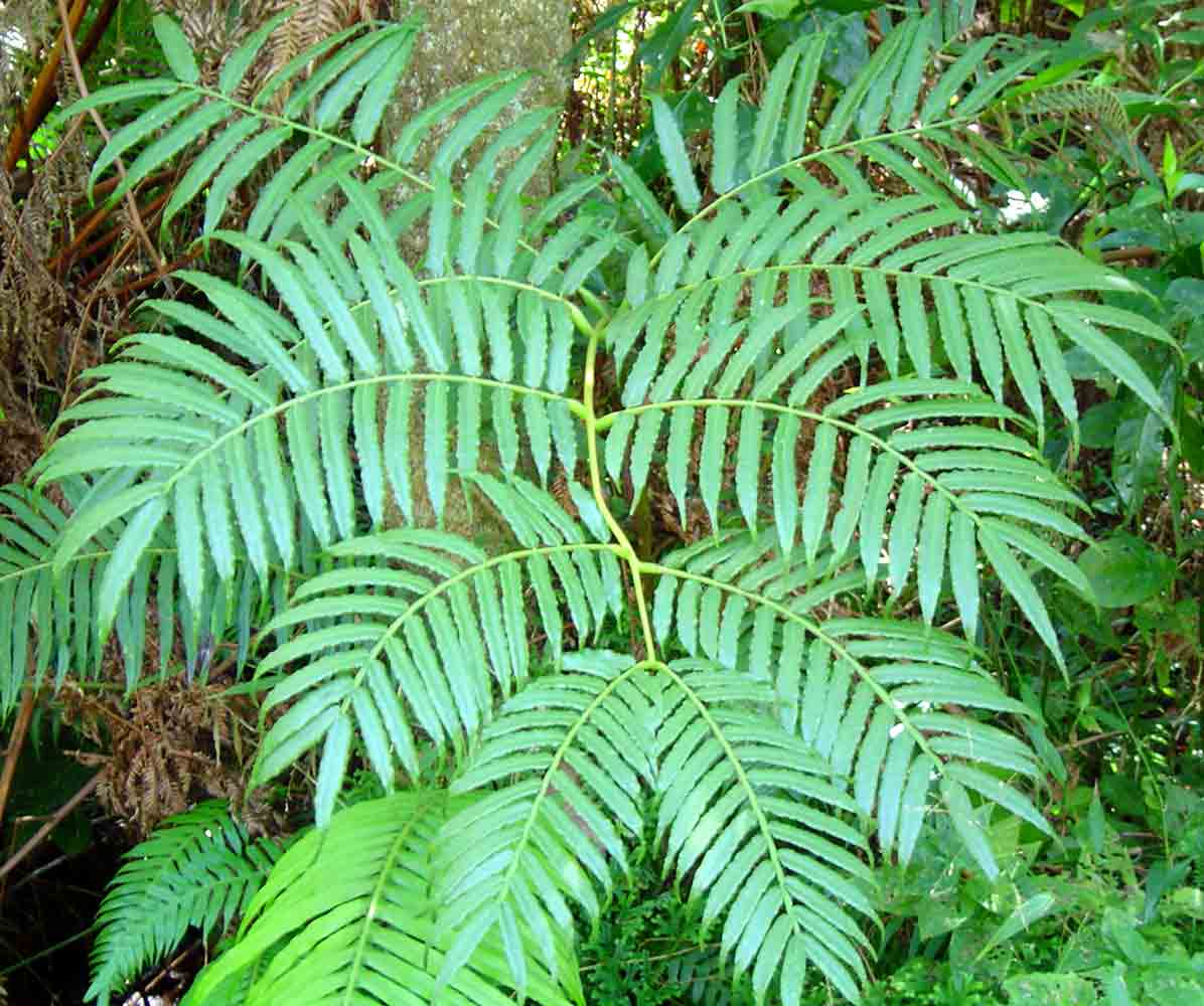 Ptisana salicifolia