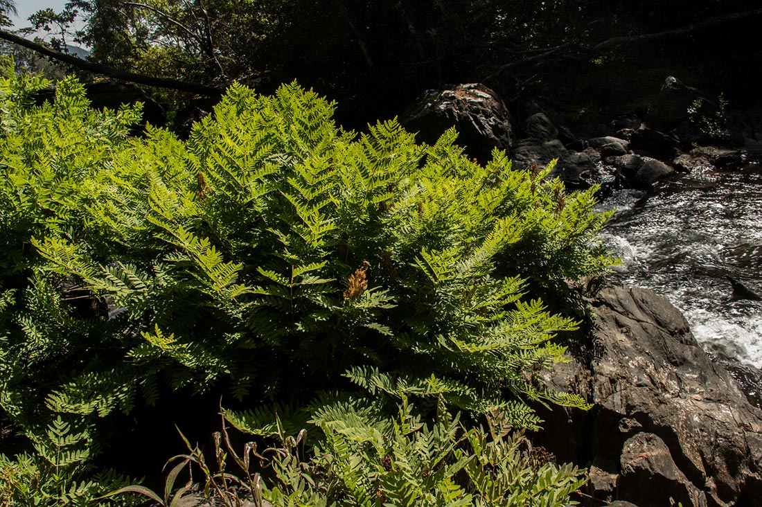 Osmunda regalis Osmunda regalis