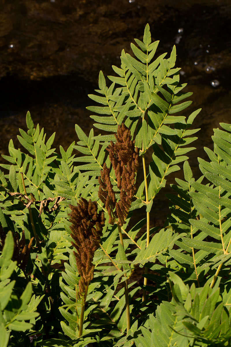 Osmunda regalis Osmunda regalis