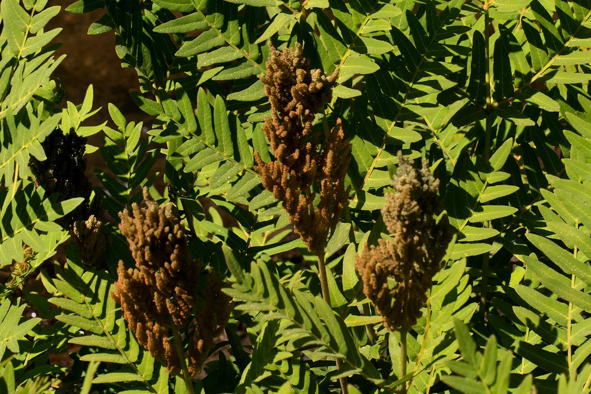 Osmunda regalis Osmunda regalis