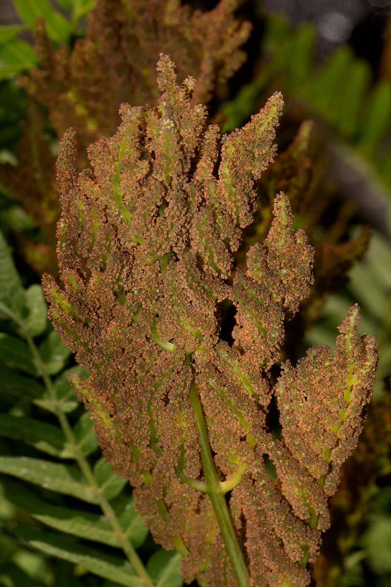 Osmunda regalis Osmunda regalis