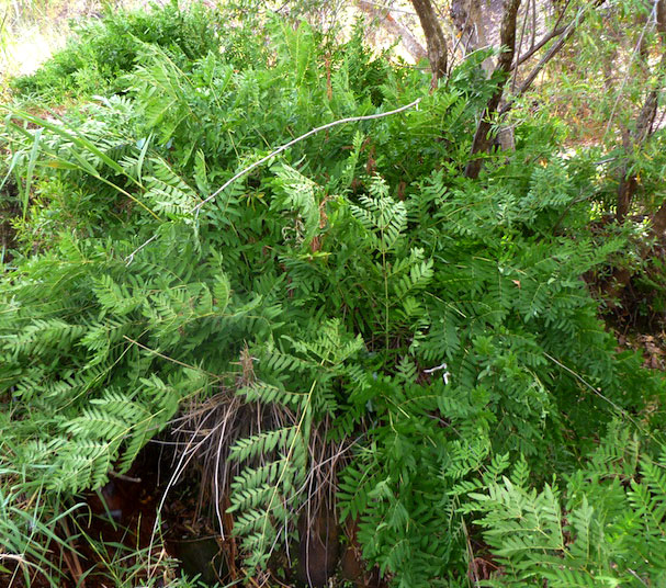 Osmunda regalis Osmunda regalis
