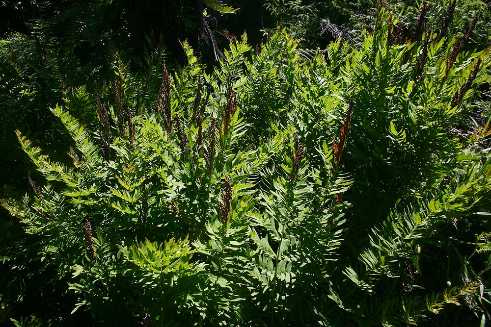 Osmunda regalis Osmunda regalis