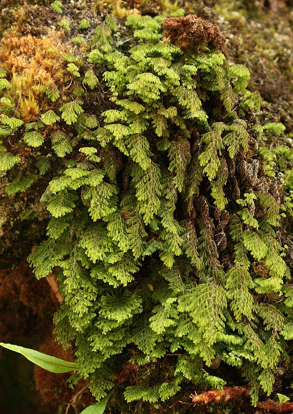 Hymenophyllum kuhnii Hymenophyllum kuhnii