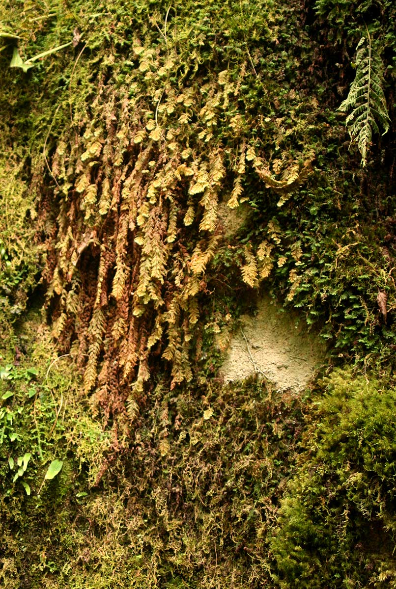 Hymenophyllum capillare Hymenophyllum capillare