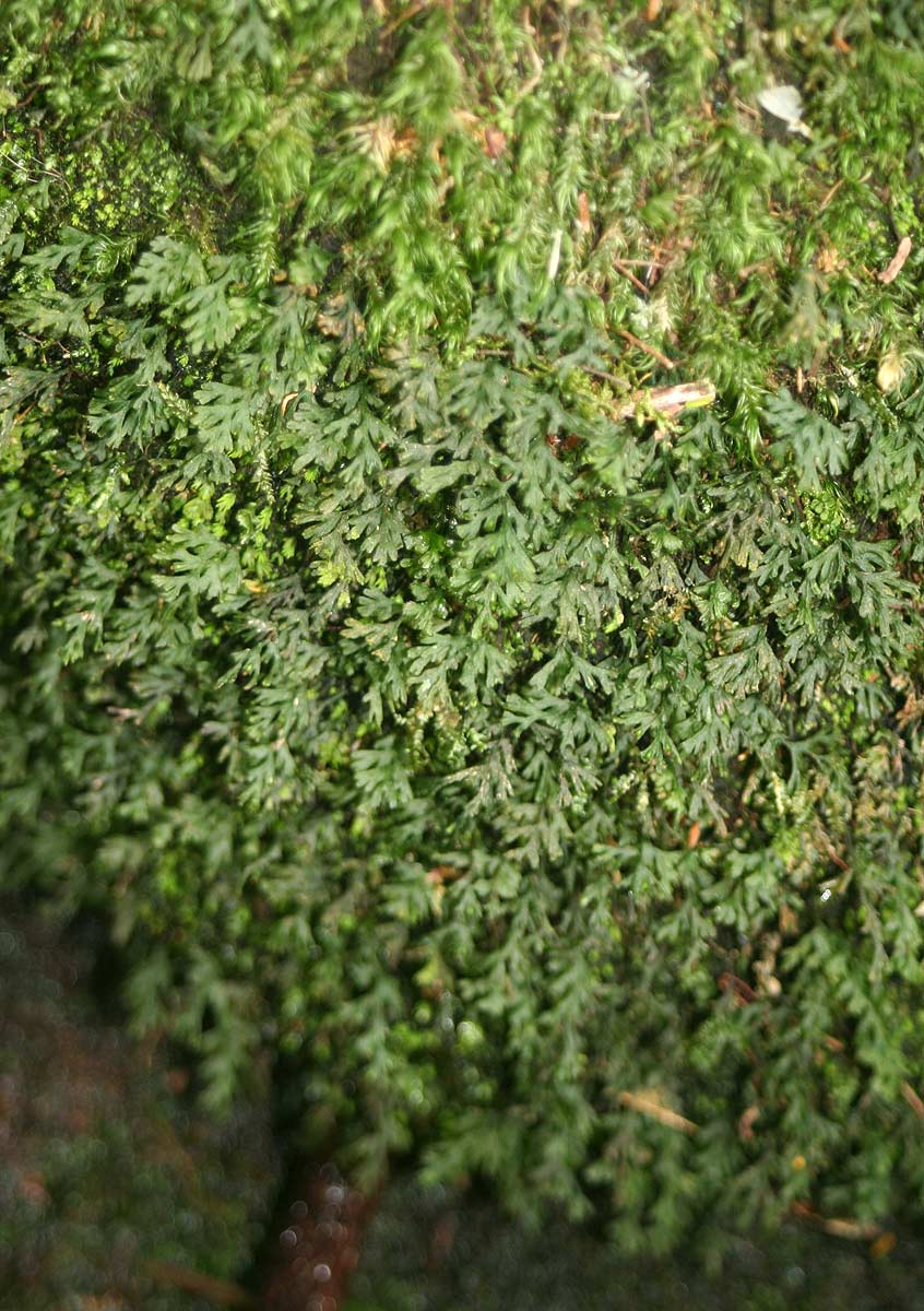 Polyphlebium borbonicum Polyphlebium borbonicum
