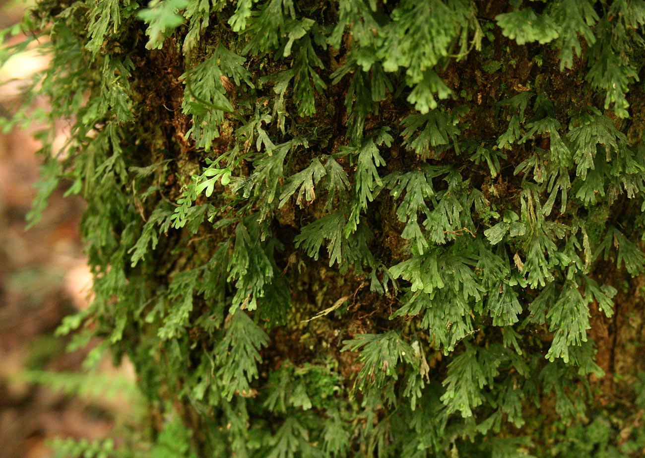 Crepidomanes inopinatum Crepidomanes inopinatum