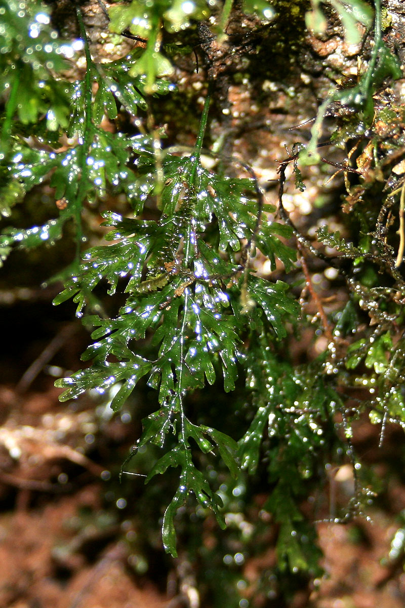 Crepidomanes inopinatum Crepidomanes inopinatum
