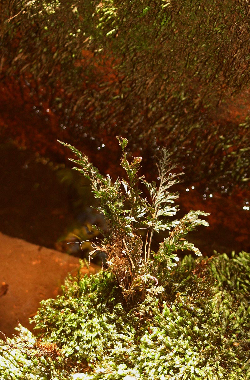 Abrodictyum rigidum Abrodictyum rigidum