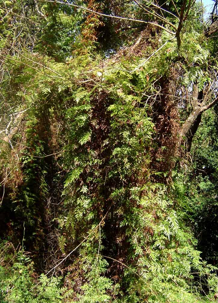 Lygodium kerstenii