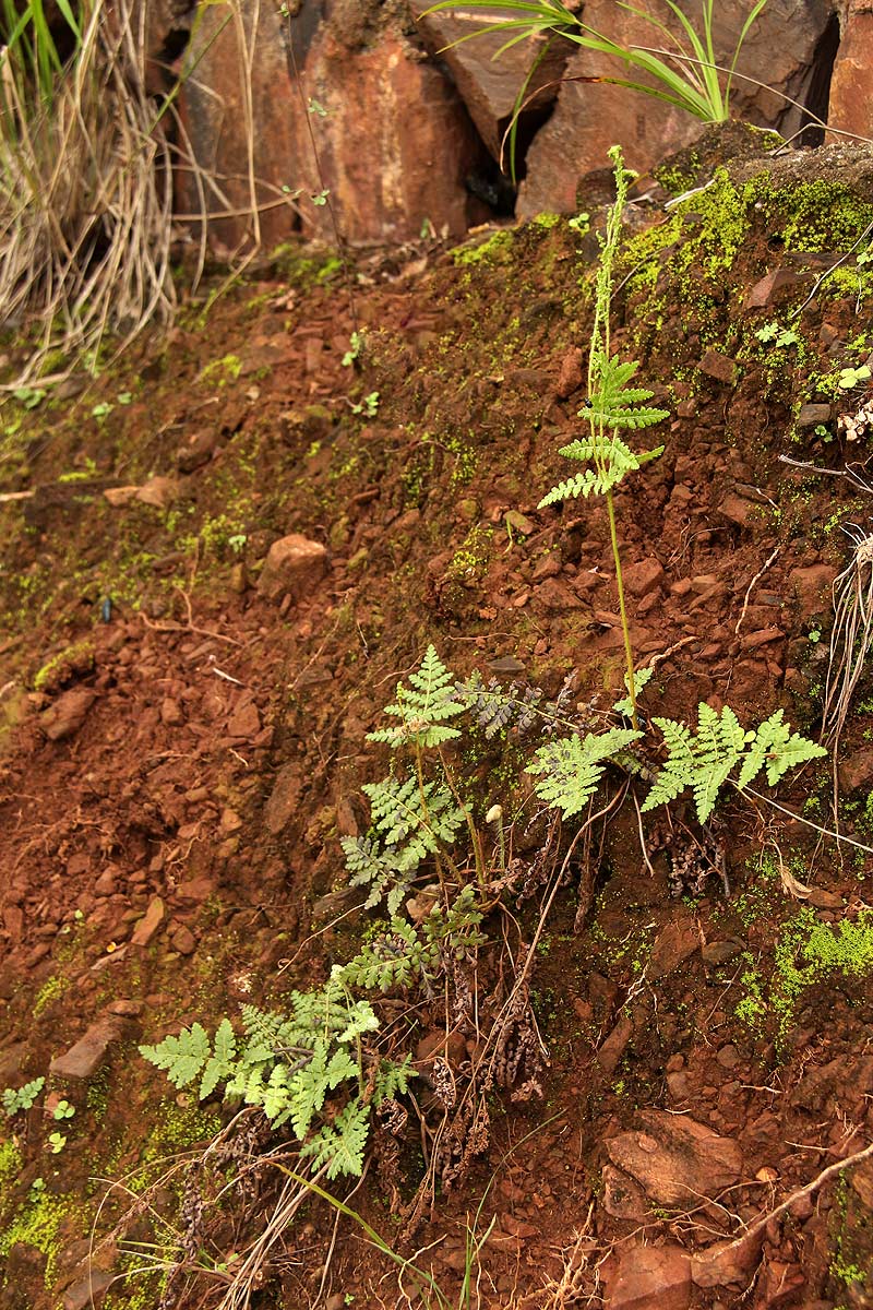 Anemia simii Anemia simii