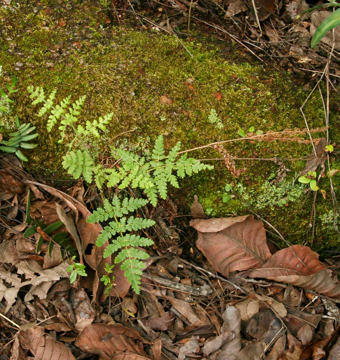 Anemia simii Anemia simii