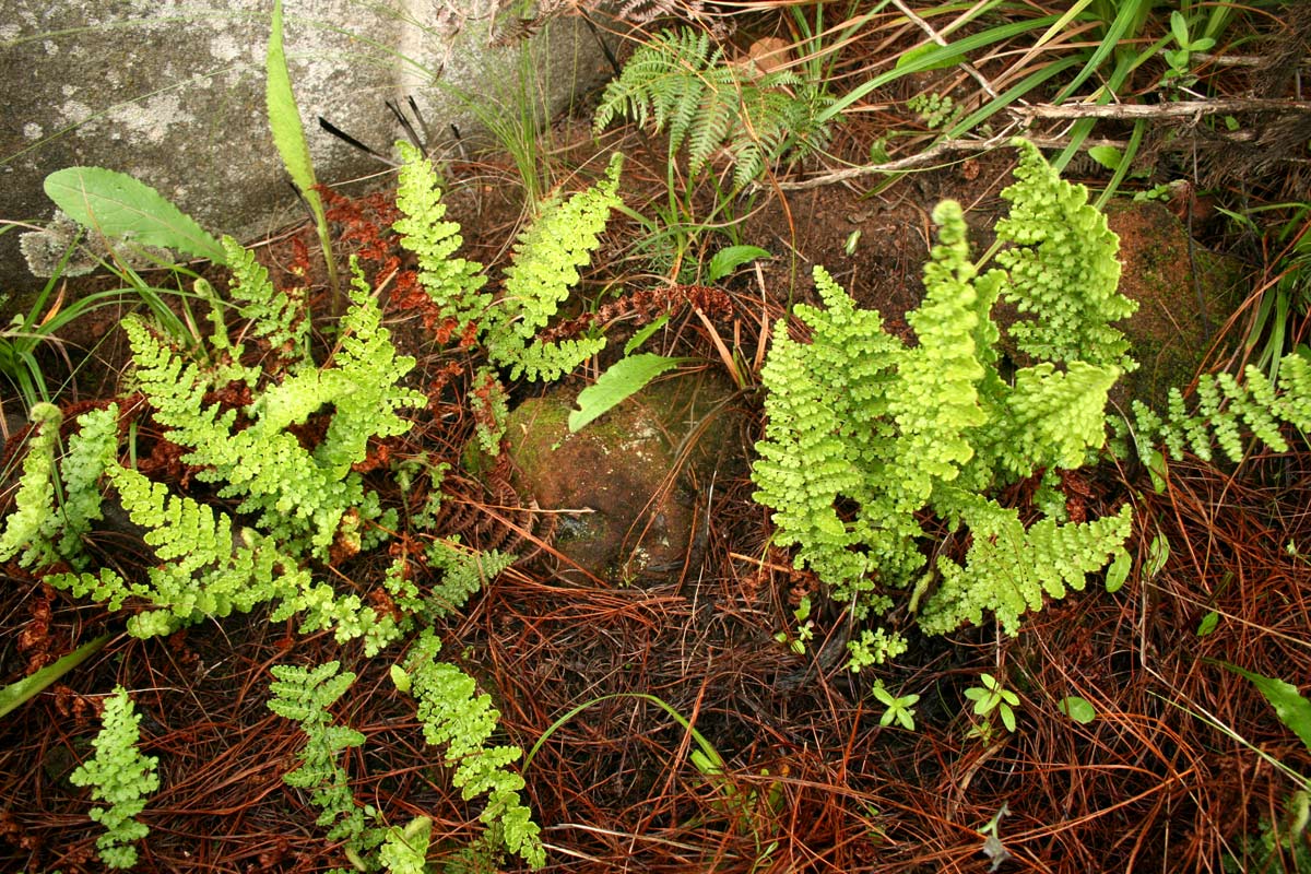 Mohria nudiuscula Mohria nudiuscula