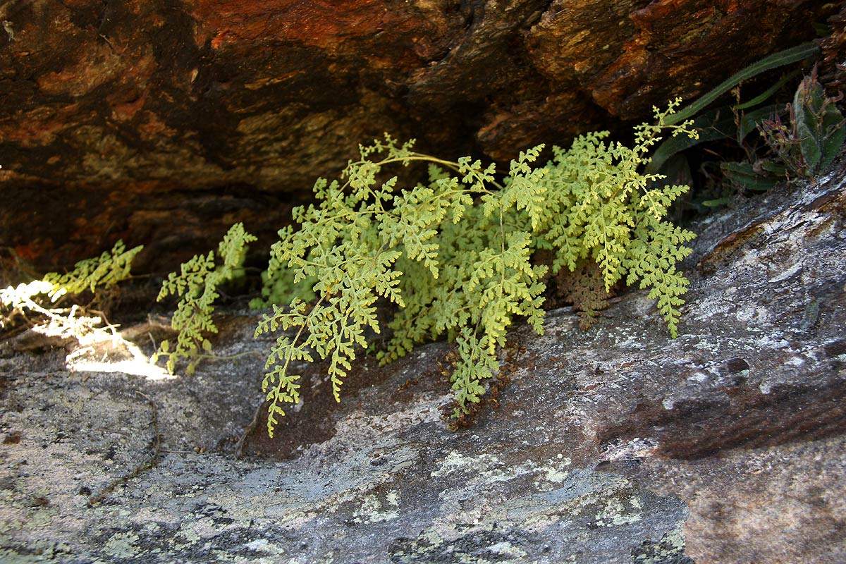 Pityrogramma argentea Pityrogramma argentea