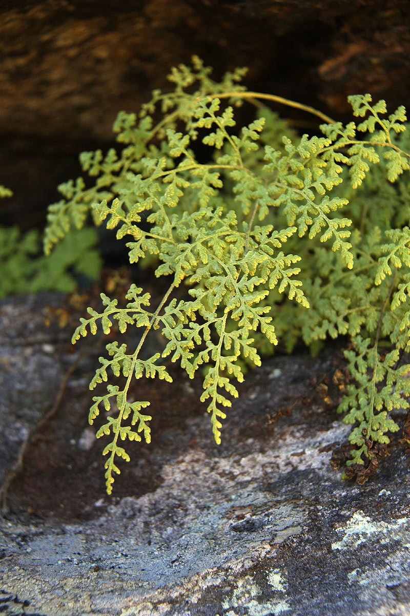 Pityrogramma argentea Pityrogramma argentea