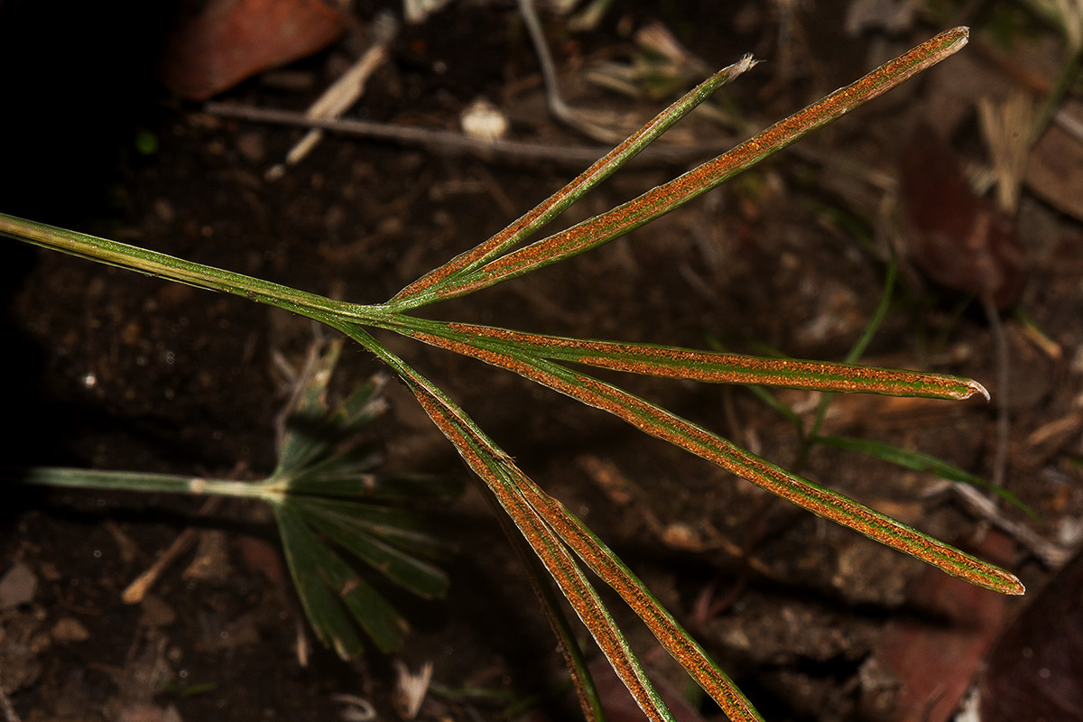 Actiniopteris dimorpha subsp. dimorpha Actiniopteris dimorpha subsp. dimorpha