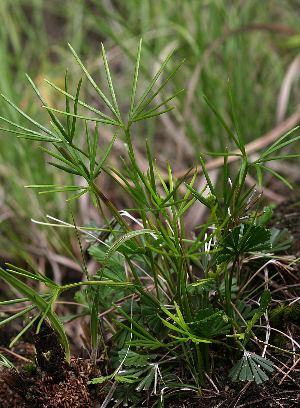 Actiniopteris dimorpha subsp. dimorpha Actiniopteris dimorpha subsp. dimorpha