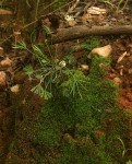 Actiniopteris dimorpha subsp. dimorpha