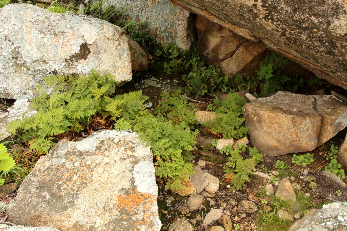 Cheilanthes multifida Cheilanthes multifida