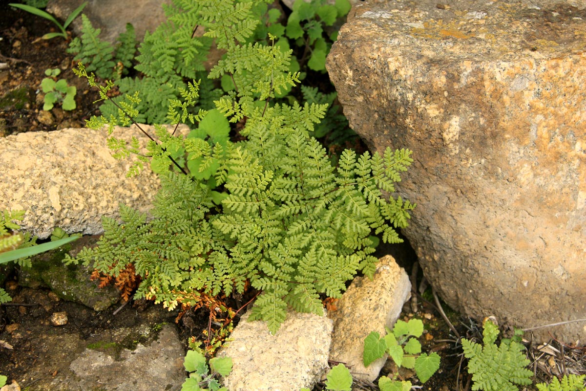 Cheilanthes multifida Cheilanthes multifida
