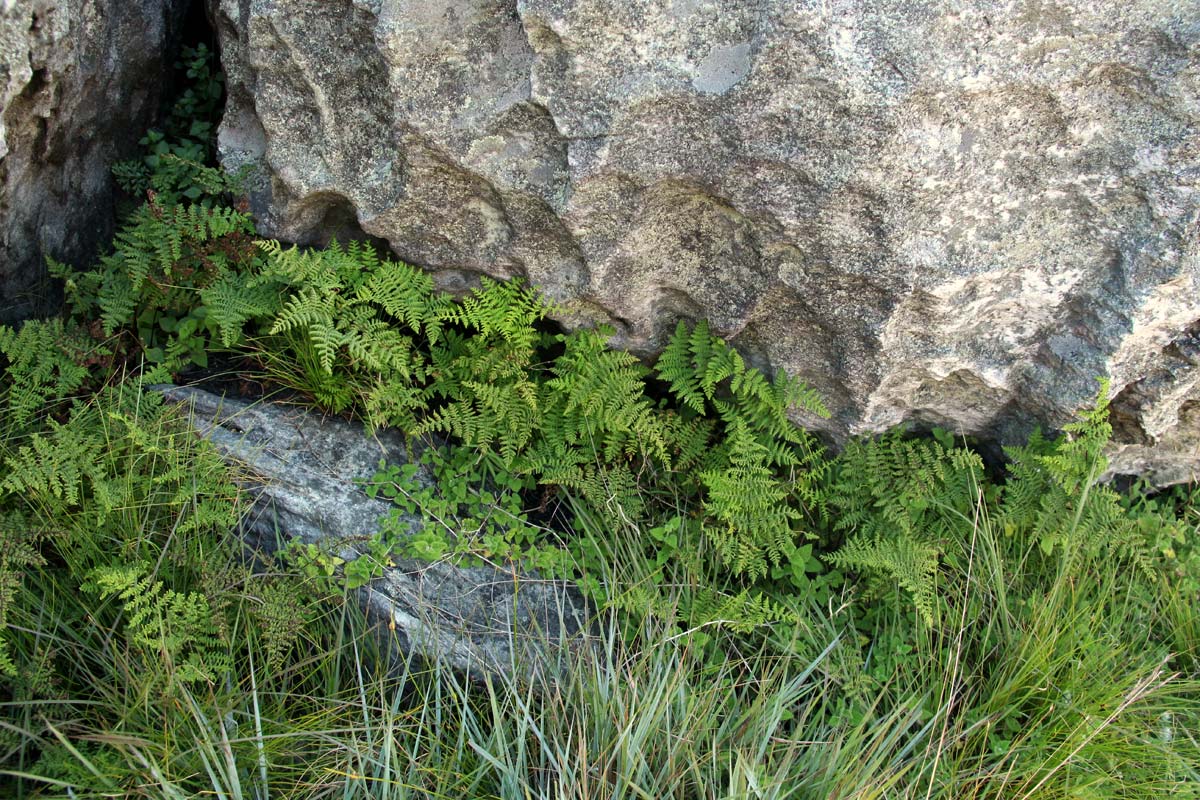 Cheilanthes multifida Cheilanthes multifida