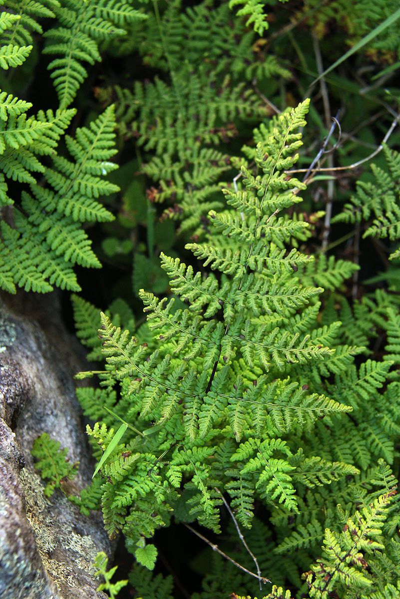 Cheilanthes multifida Cheilanthes multifida