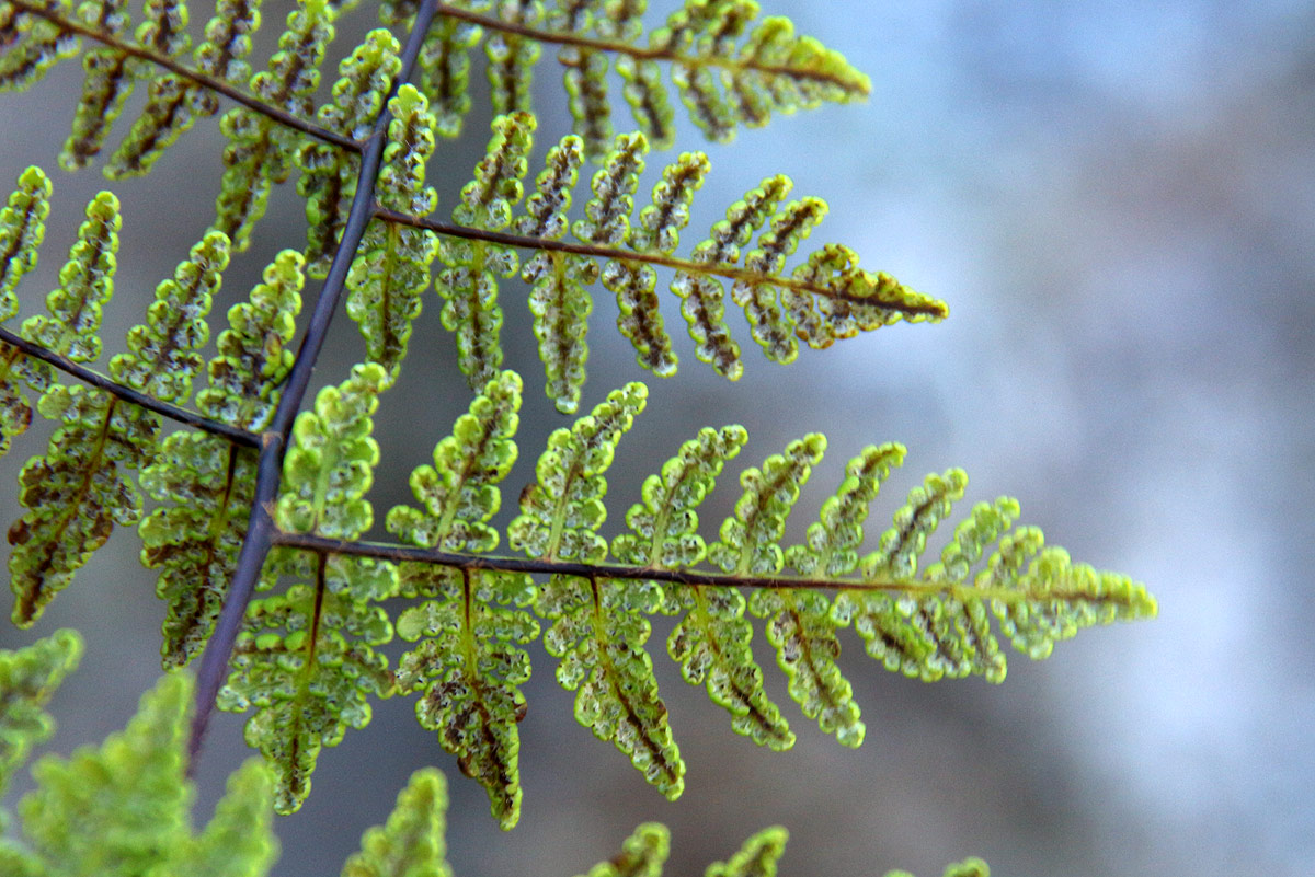Cheilanthes multifida Cheilanthes multifida