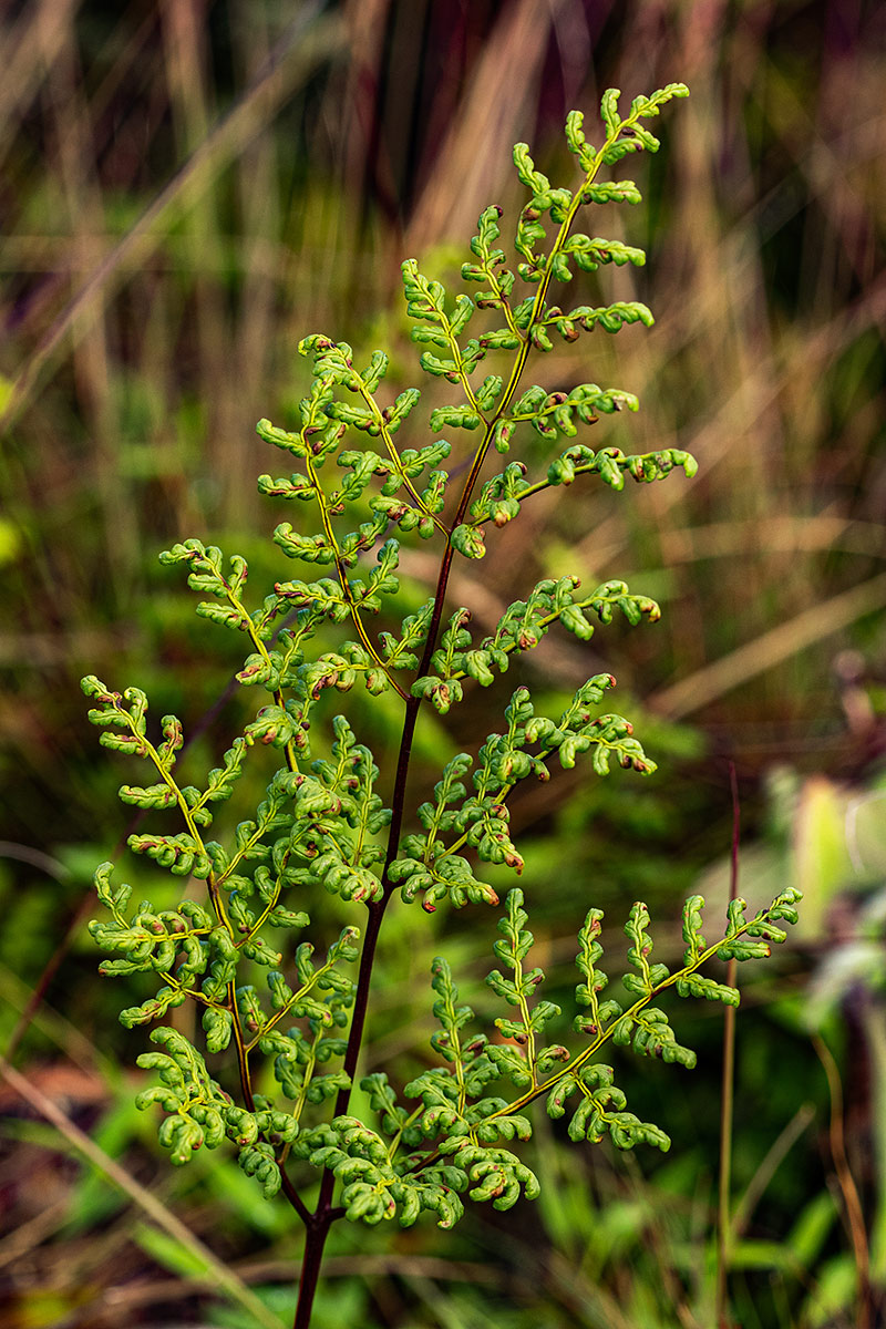 Cheilanthes multifida Cheilanthes multifida