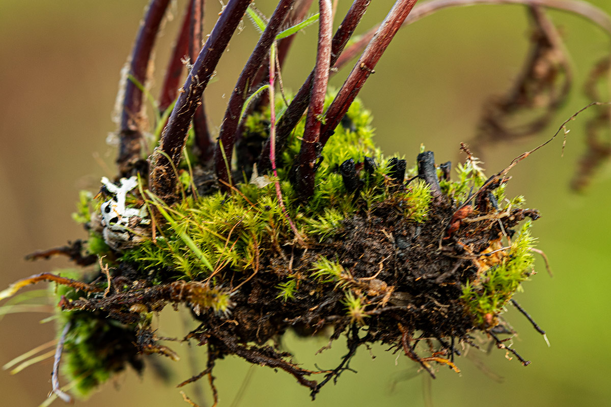 Cheilanthes multifida Cheilanthes multifida