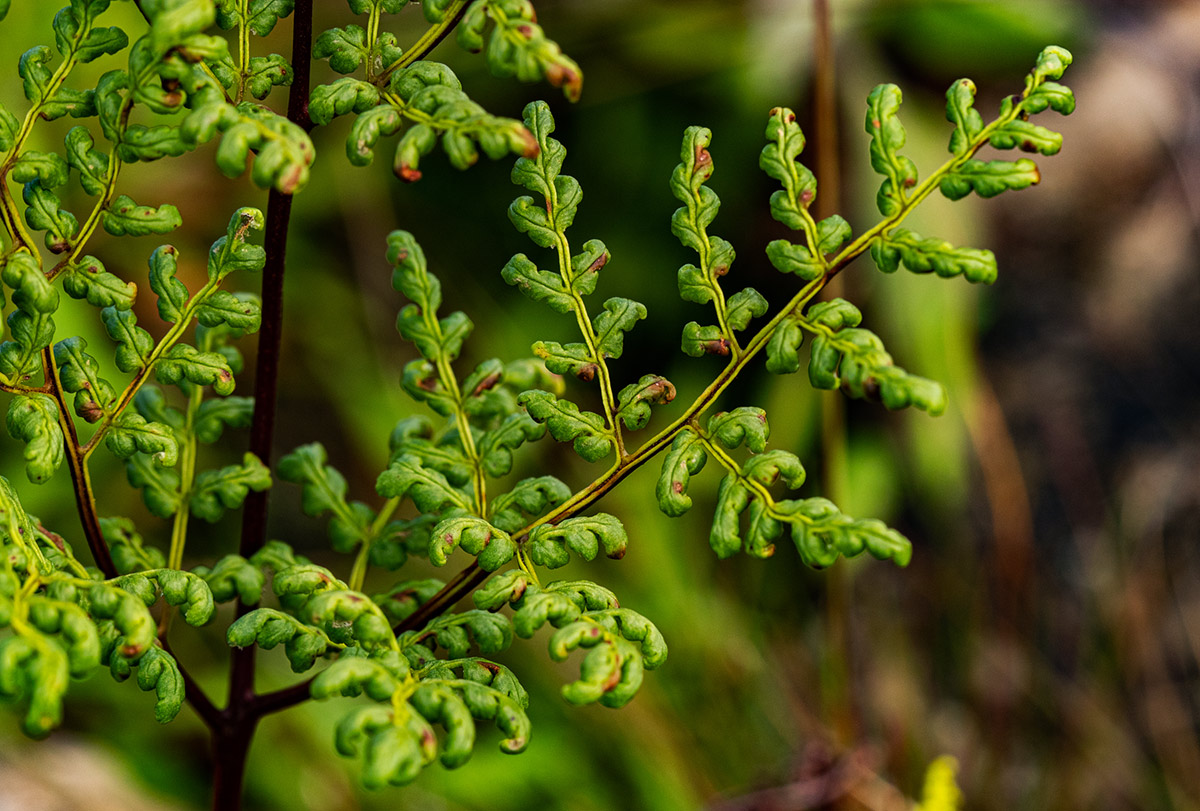 Cheilanthes multifida Cheilanthes multifida
