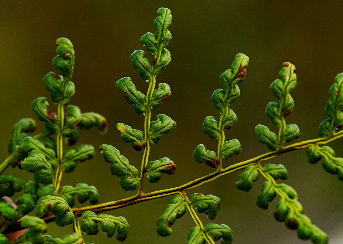 Cheilanthes multifida Cheilanthes multifida